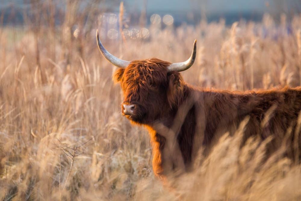 De grazers van het Nationaal Park Lauwersmeer 
