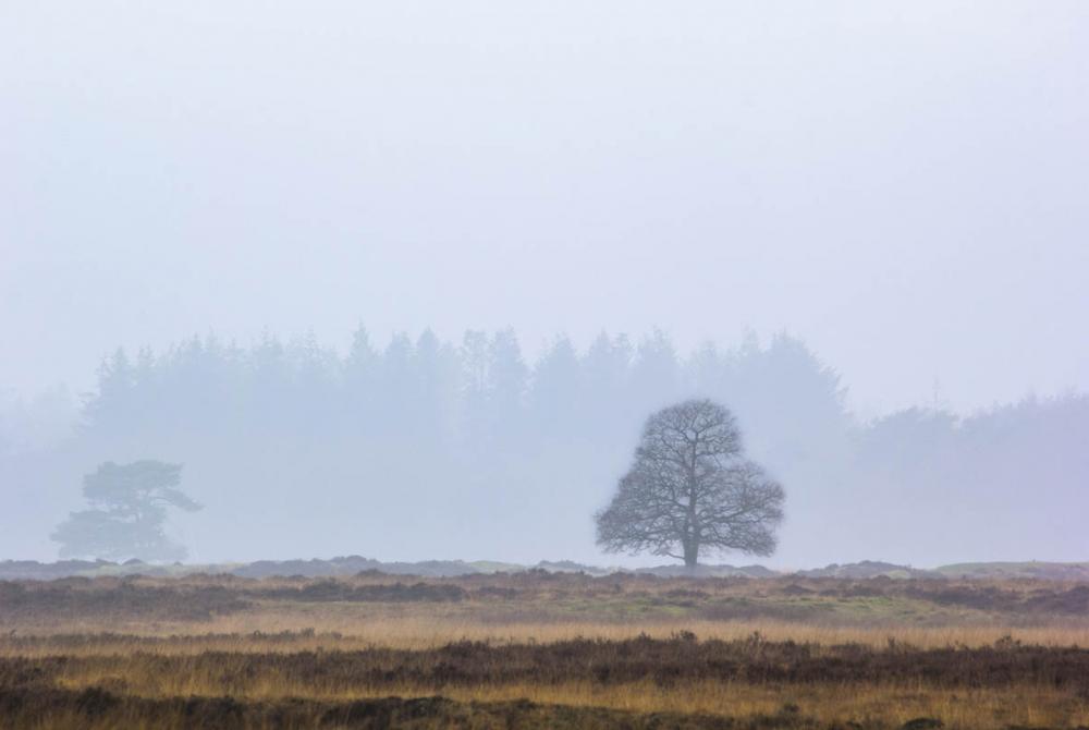 Het unieke landschap van het Nationaal Park Drents-Friese Wold