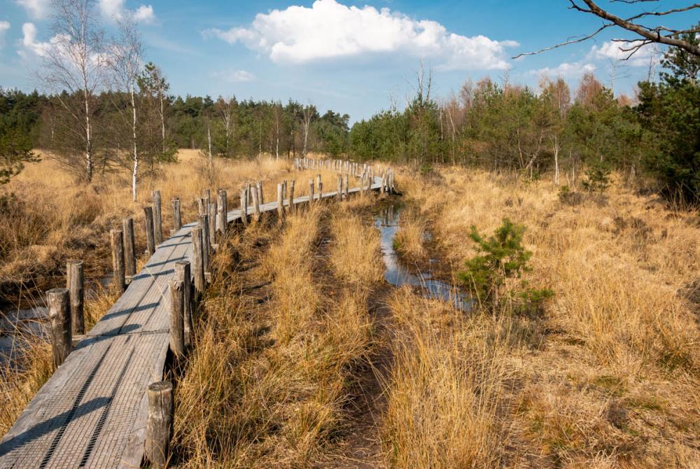 Via houten vlonders kun je het natte heideveld makkelijk gaan verkennen