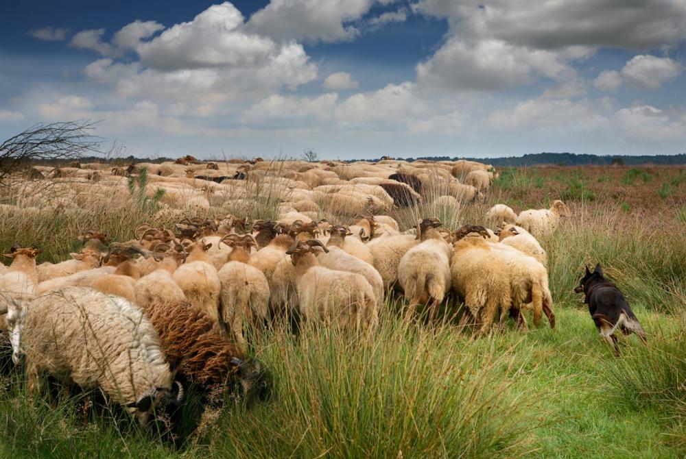 De Drentse heideschapen grazen er op los