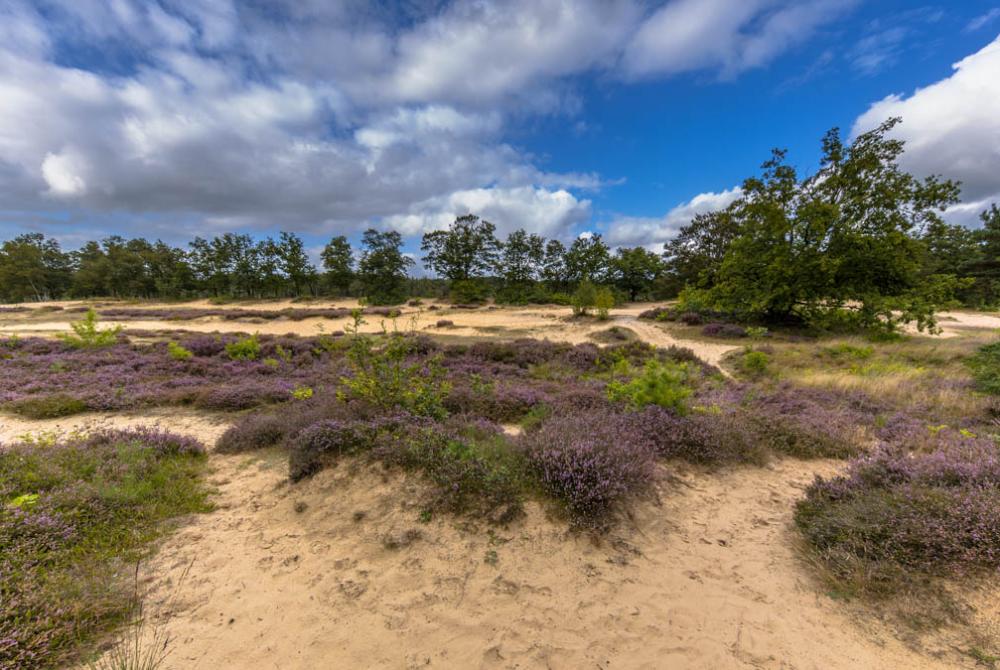 Bloeiende heide bij de Zeegser Duinen