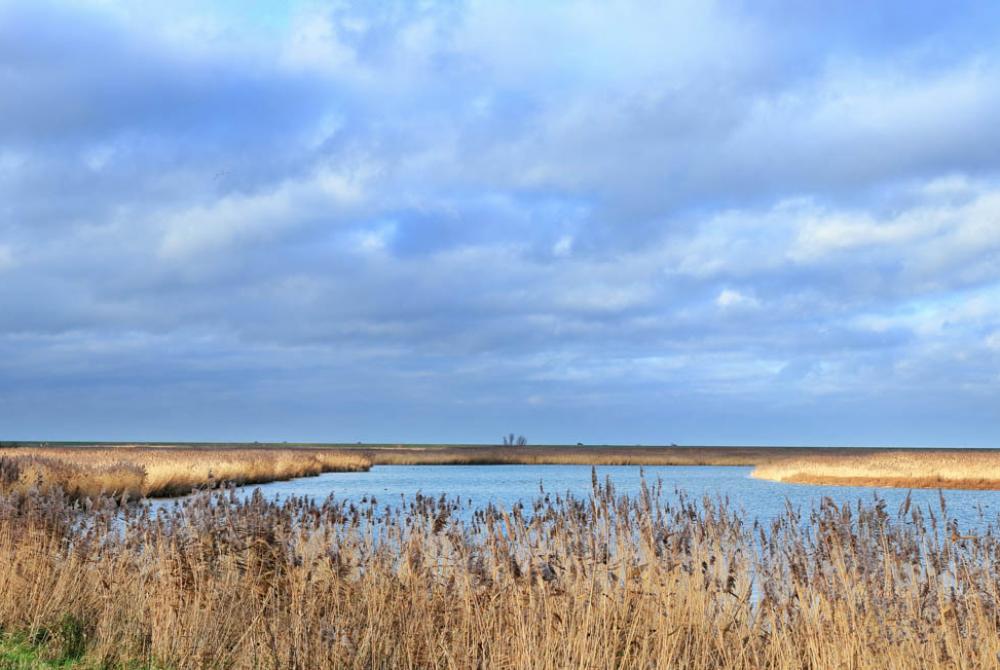 De waterrijke omgeving van de Oostvaardersplassen