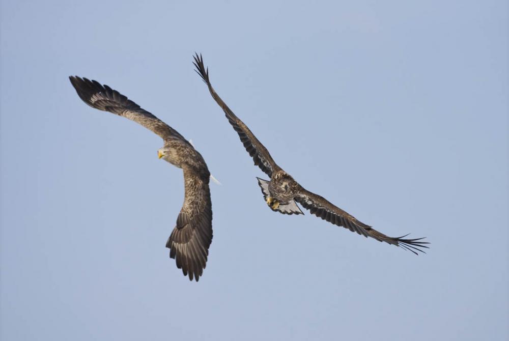 De zeearend, het icoon van het nationaal park, heeft een spanwijdte van wel 2,5 meter 