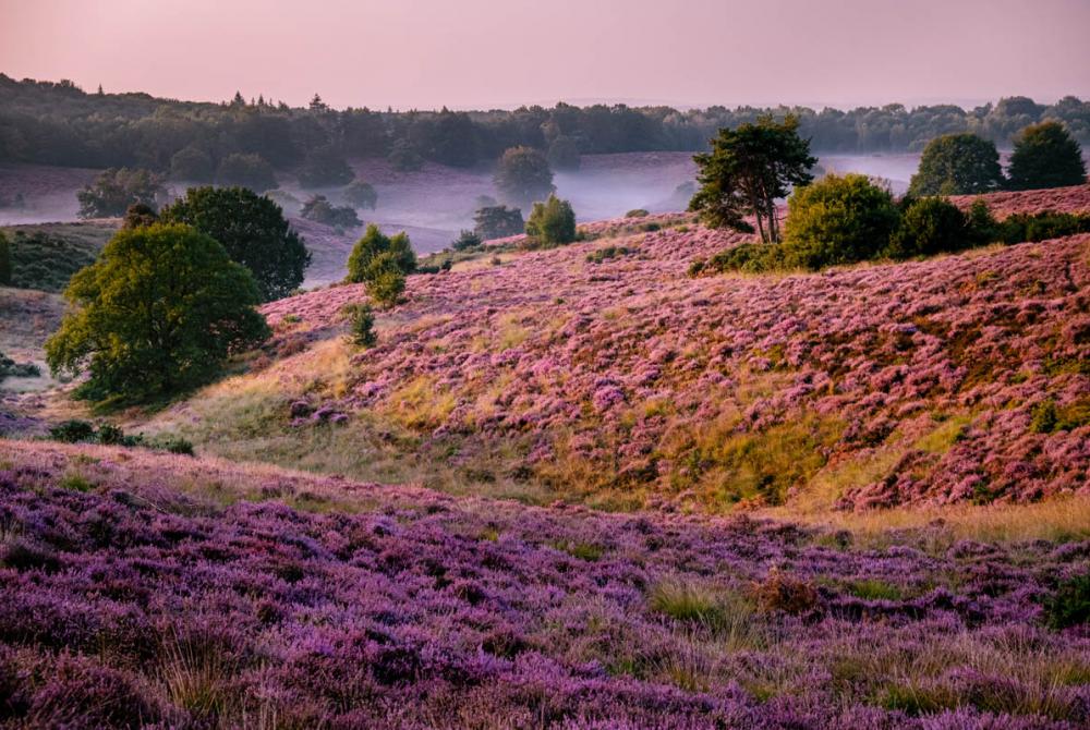 Bij de Posbank heb je de mooiste uitzichten over de paarse heide