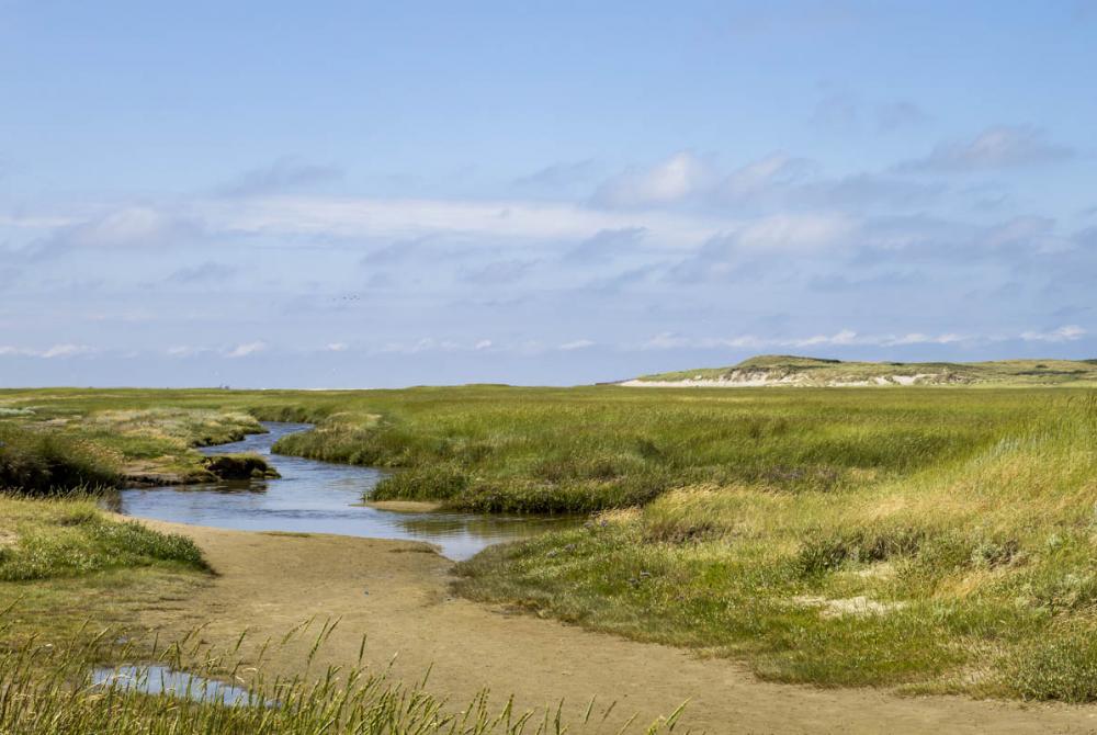 Bij De Slufter kun je zien hoe het Noorzeewater de duinen binnenstroomt