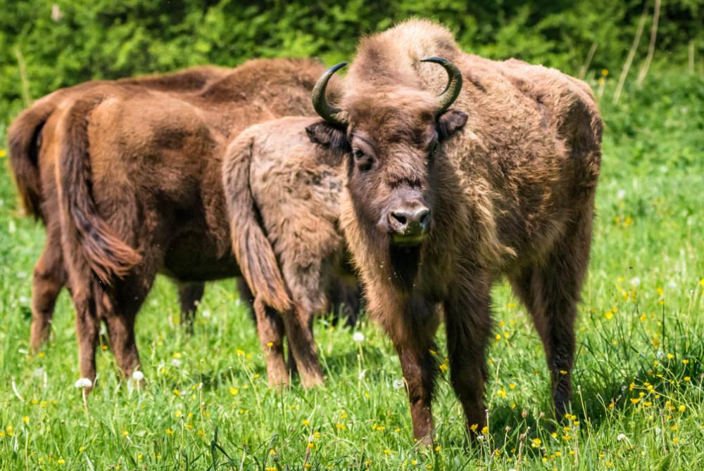 Als je goed oplet, kun je de unieke kudde wissenten spotten in het Nationaal Park Zuid-Kennemerland