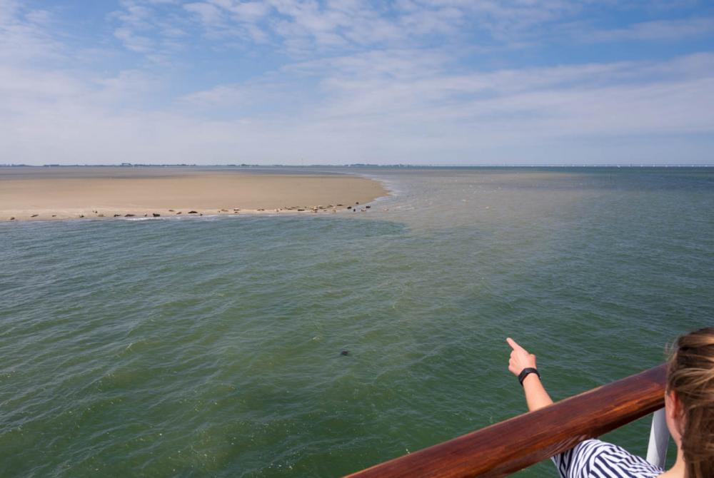 Vanaf de boot kun je de zeehonden en bruinvissen makkelijk spotten