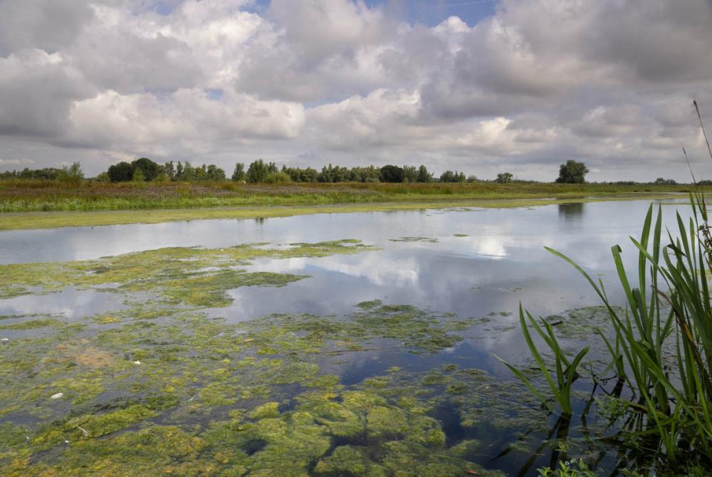 Het Gat van den Kleinen Hil in De Biesbosch
