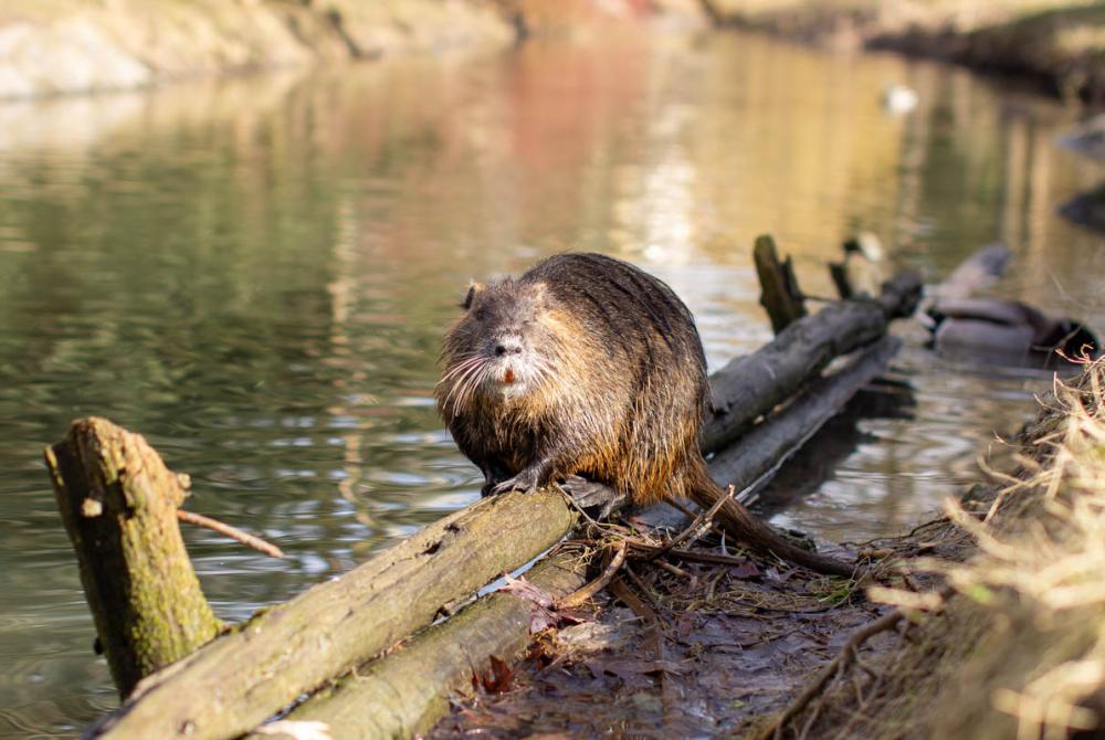 De bever is de trots van De Biesbosch