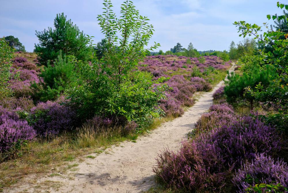 De bloeiende heide van het Grenspark De Zoom - Kalmthoutse Heide