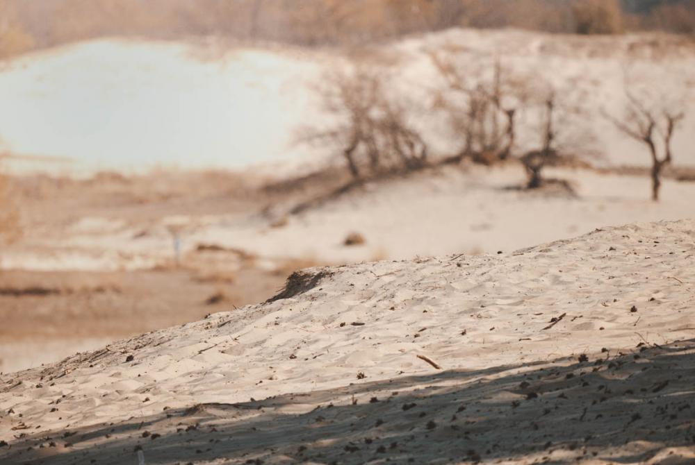 In Noord-Brabant kun het het unieke zandlandschap van De Loonse en Drunense Duinen vinden