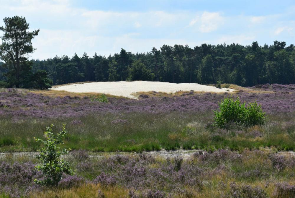 In de zomermaanden staat de heide schitterend in bloei