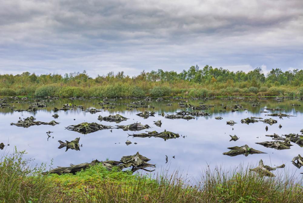 In het Nationaal Park De Groote Peel ontdek je een uniek veengebied en veenmos
