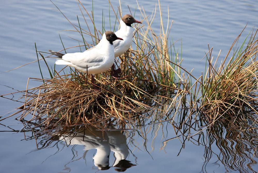 Er leven ruim 100 vogelsoorten in De Groote Peel, vergeet dus je verrekijker niet mee te nemen