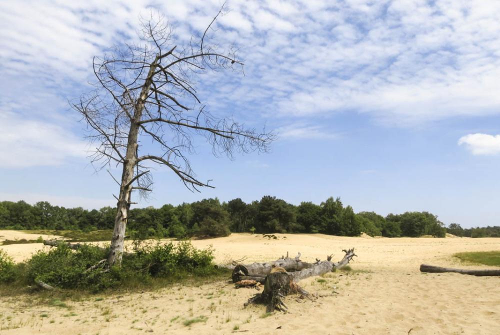 Het landschap van het Nationaal Park De Maasduinen bestaat uit bijzondere paraboolduinen