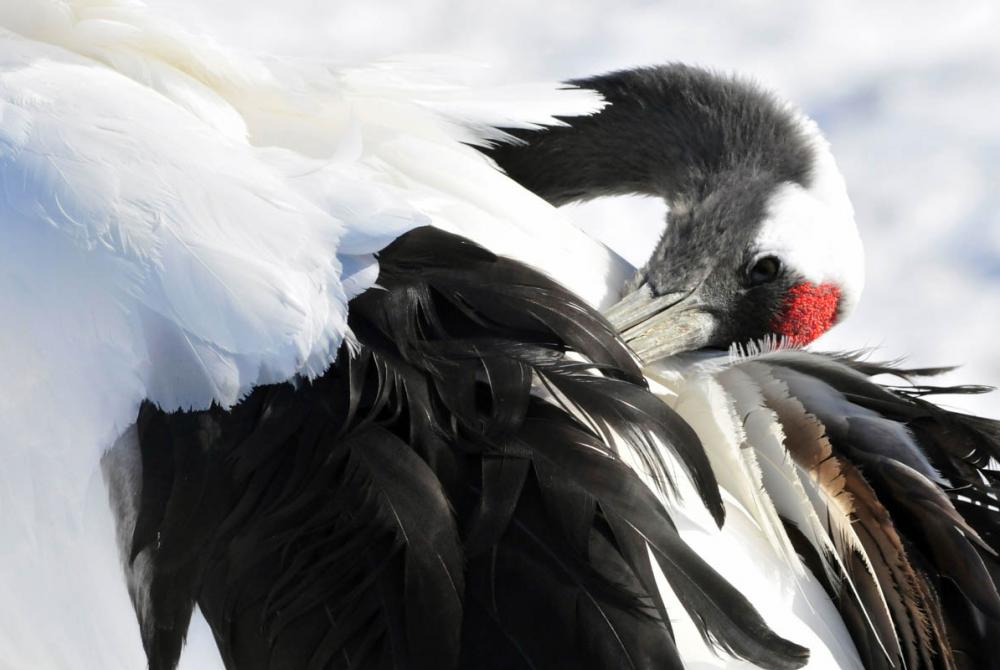 De unieke kroonvogel is terug te vinden in het logo van de Maasduinen
