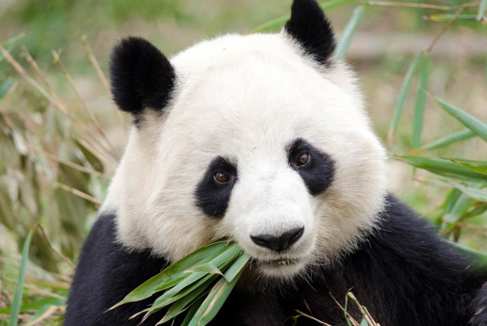 In Pandasia bezoek je de panda’s van Ouwehands Dierenpark