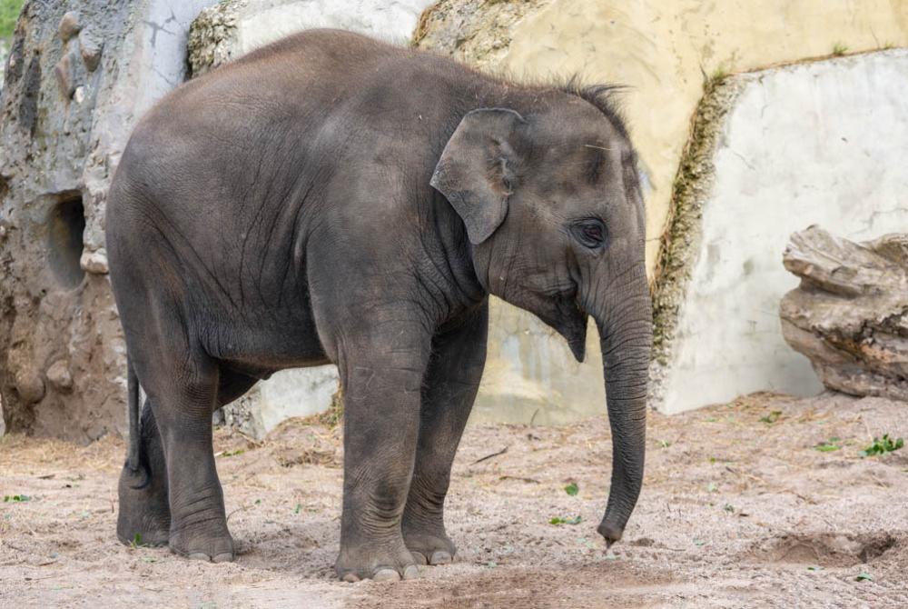 Baby olifant in de Amsterdamse dierentuin Artis