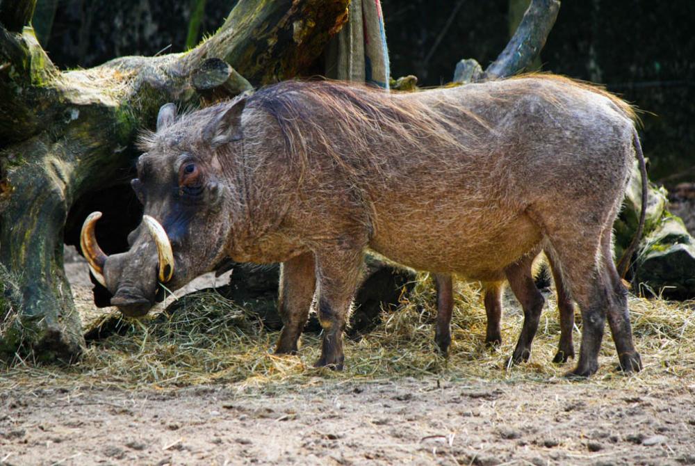 In Burgers' Zoo is het soms net alsof je in de film Lion King zit