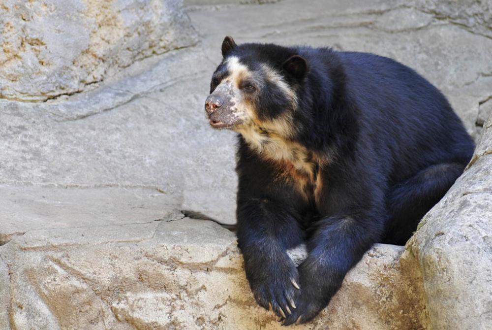 De brilbeer is de allernieuwste aanwinst van DierenPark Amersfoort