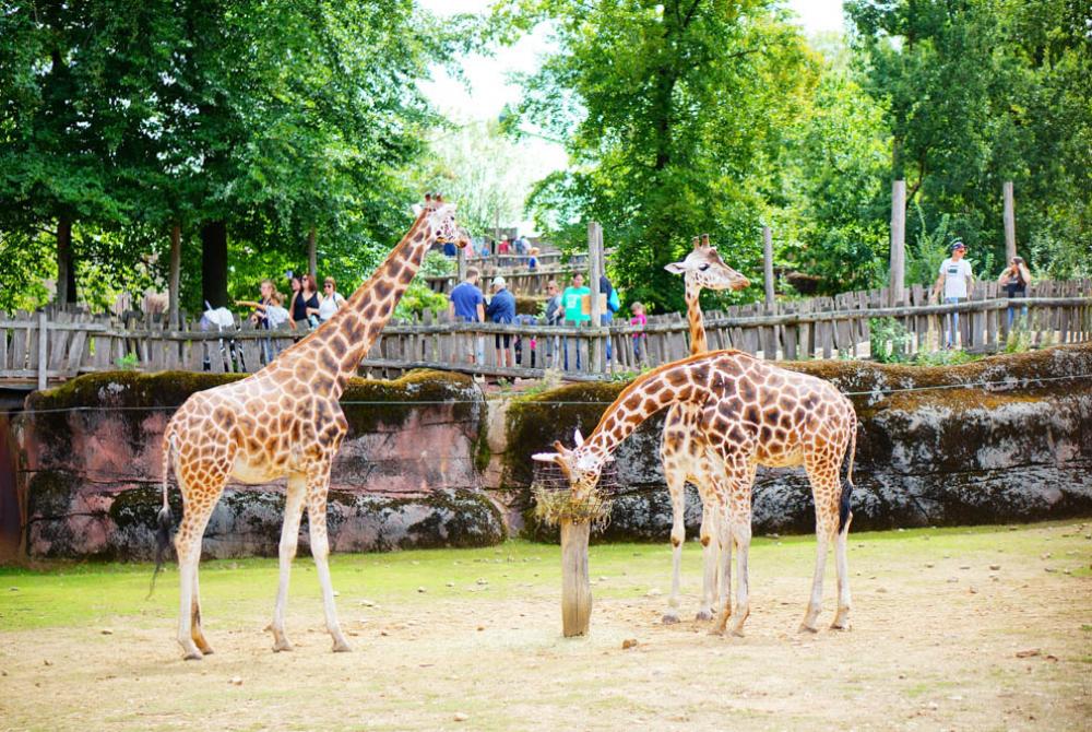 Kijken de bezoekers naar de giraffen? Of de giraffen naar de bezoekers?