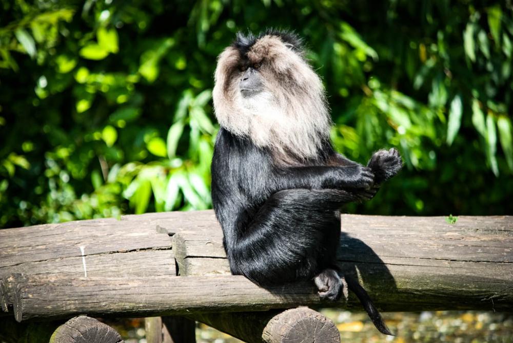 De makake houdt de boel in de gaten