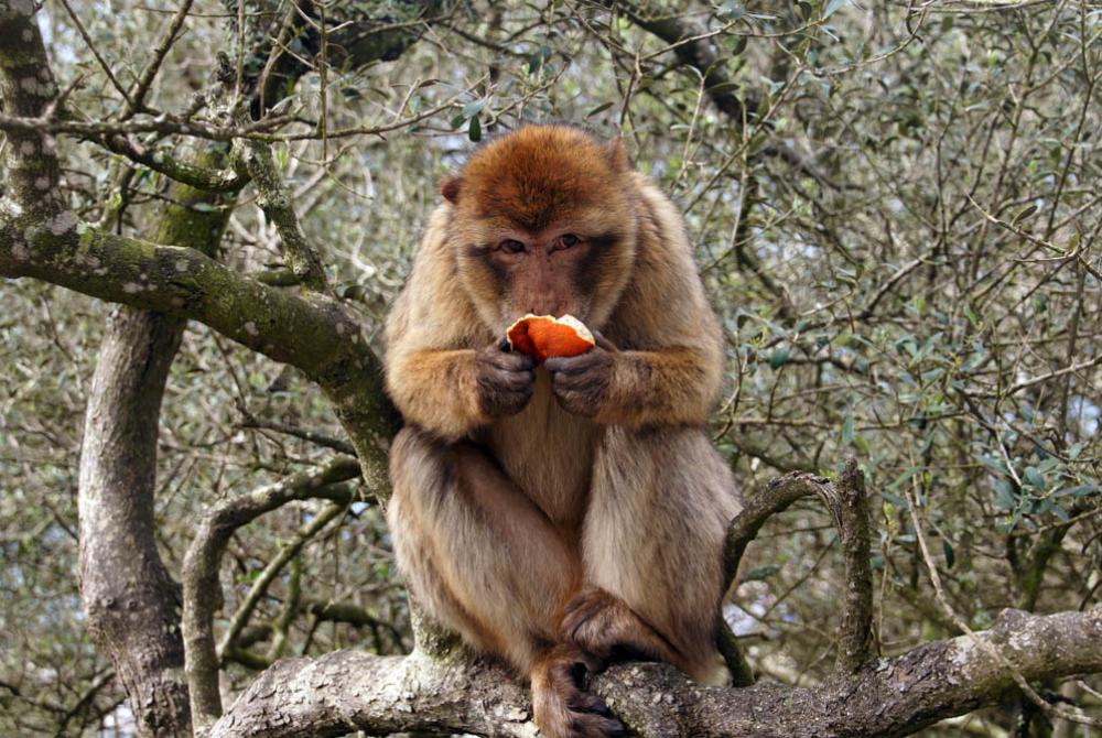 Een berberaap geniet van een lekker hapje