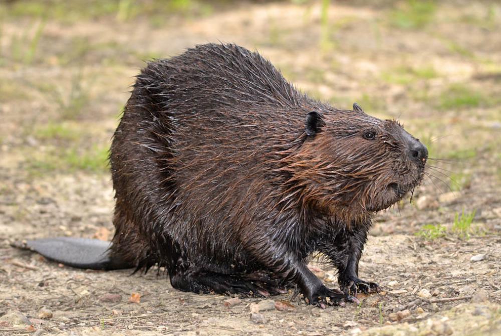 Bij Dierenrijk kun je de bevers van heel dichtbij bewonderen