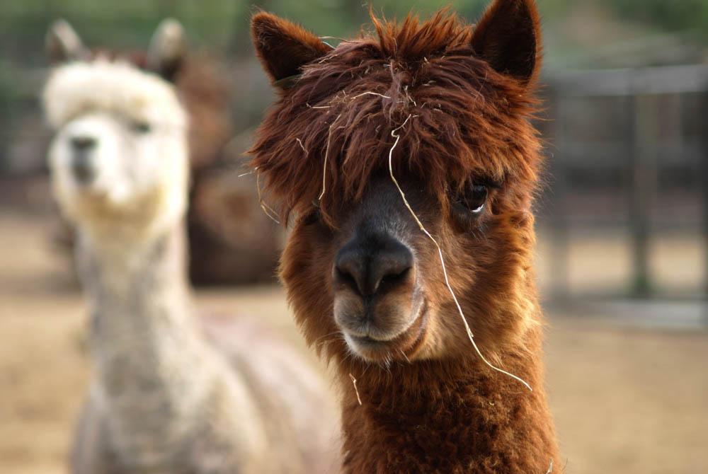 De alpaca's zijn geliefd bij jong en oud