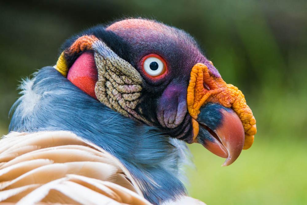 De koningsgier valt ontzettend op in het dierenpark