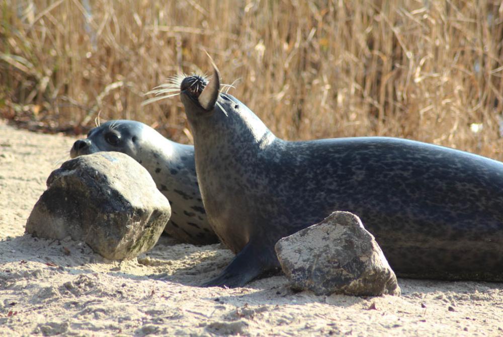 Een zeehond geniet van een heerlijk visje