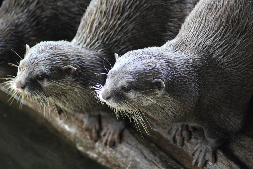 Je kunt de otters van heel dichtbij bewonderen bij AquaZoo