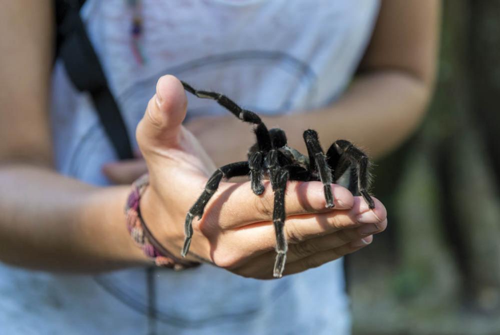 Durf jij een vogelspin over je hand te laten lopen?