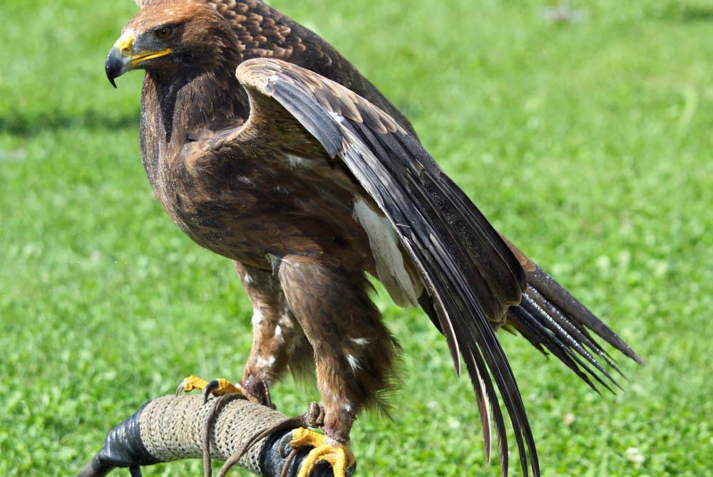 Tijdens de roofvogeldemonstratie leer je ontzettend veel over de enorme vogels