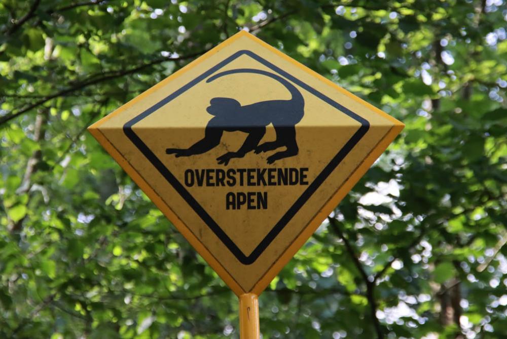 Sommige apen in de Apenheul lopen los rond, dus kijk uit de dieren!