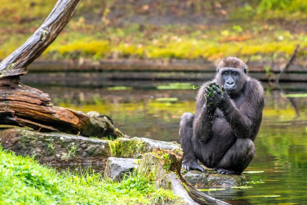 Je kunt de gorilla's van heel dichtbij bewonderen