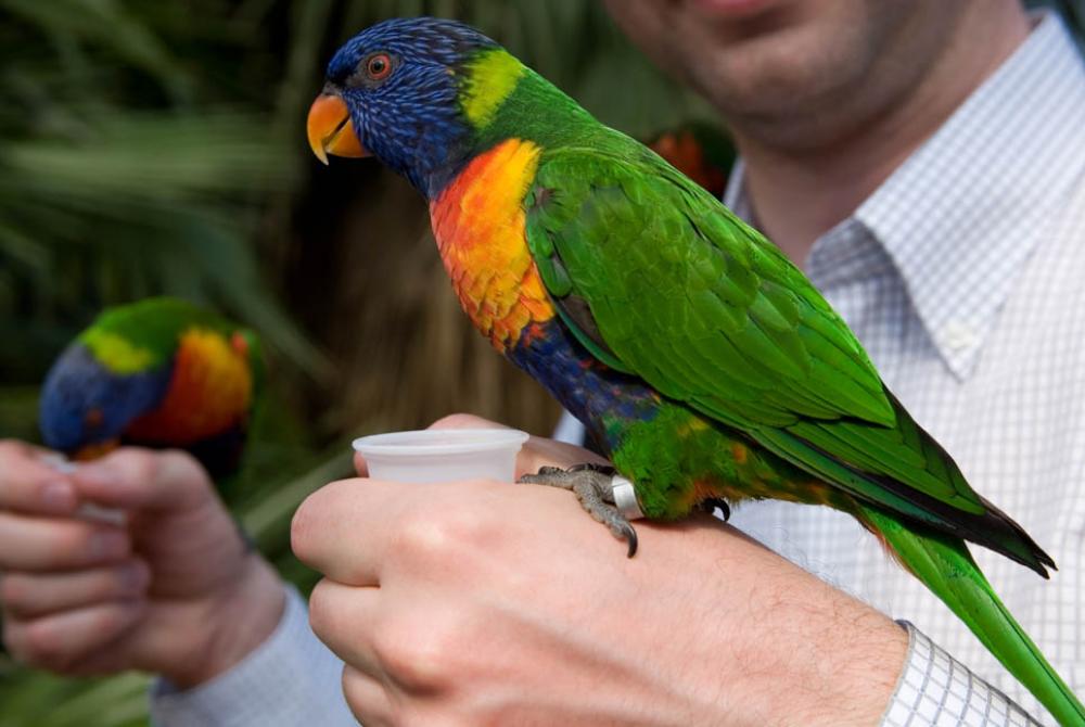 Avifauna heeft heeft veel kleurrijke bewoners