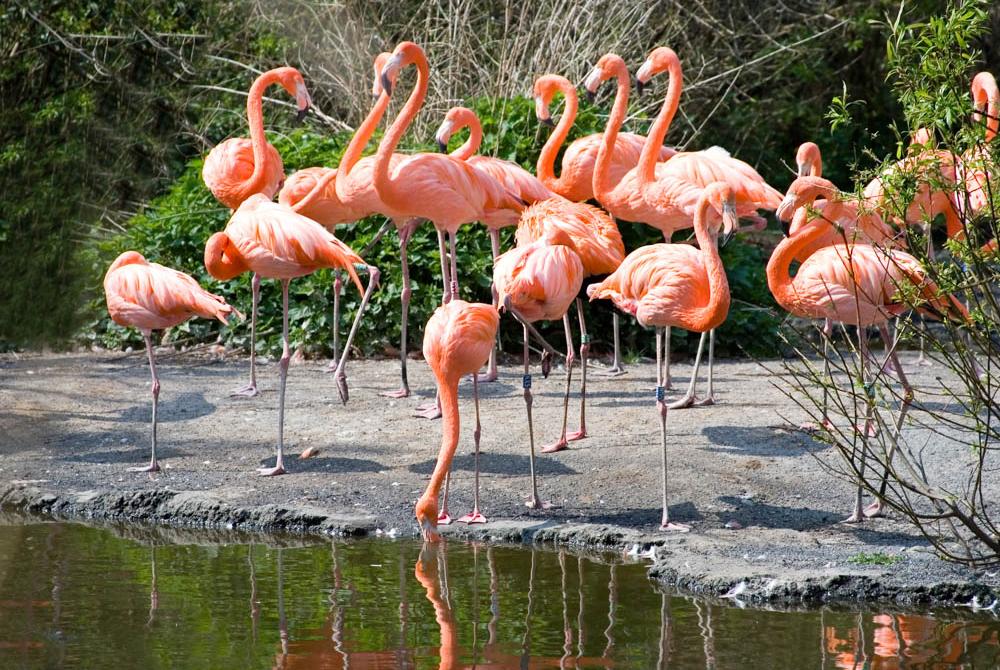 Vogelpark Avifauna Parkvakanties Vogelpark Avifauna Parkvakanties