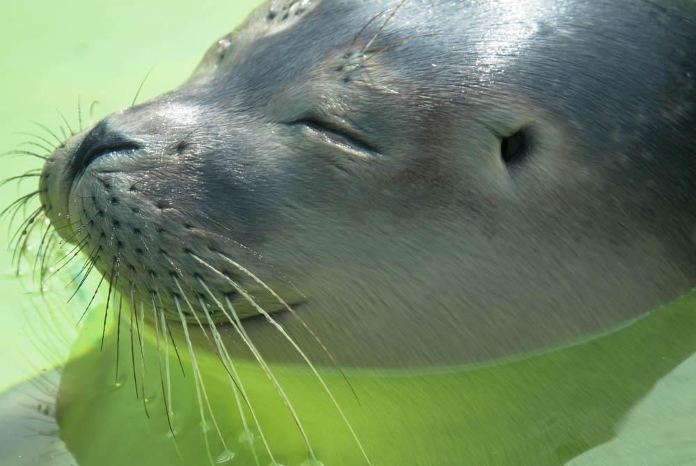 Bij Ecomare kunnen zieke zeehonden bijkomen voordat ze weer worden uitgezet