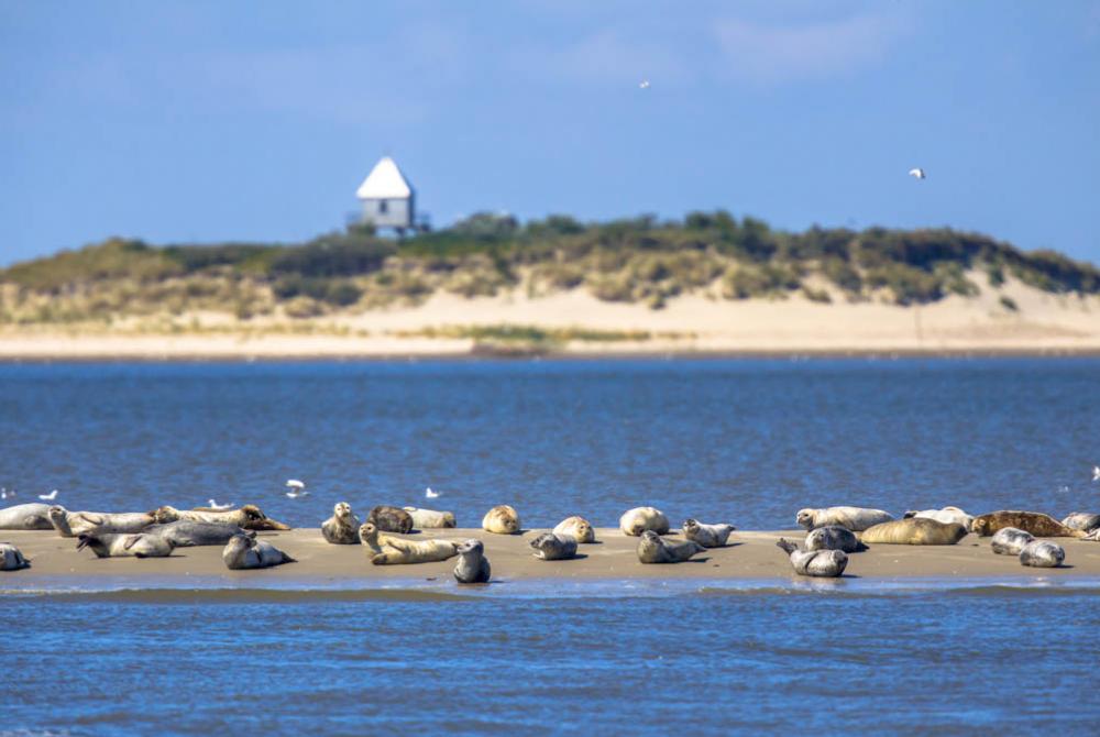 De zeehonden liggen heerlijk te zonnebaden op de zandplaat