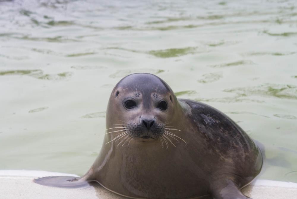 De zeehonden worden helemaal in de watten gelegd bij het Zeehondencentrum Pieterburen