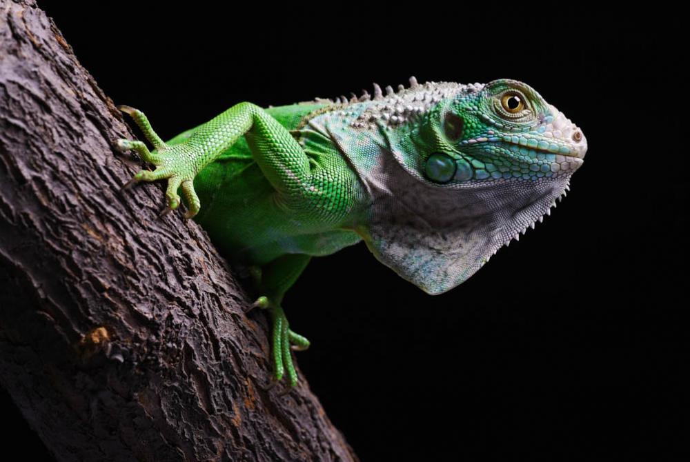 Bij Iguana Reptielenzoo worden bijzondere reptielen, amfibieën en geleedpotigen opgevangen