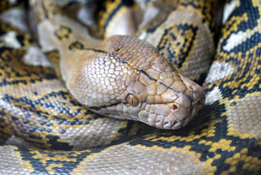 De 7 meter lange Netpython is de grootste bewonder van Iguana Reptielenzoo 