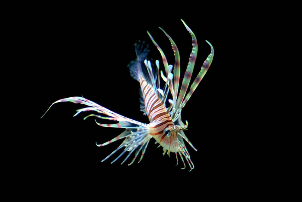 Bij Sea Life in Scheveningen kun je een koraalduivel van dichtbij bewonderen