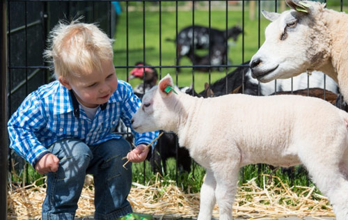 Vakantieparken Kinderboerderij